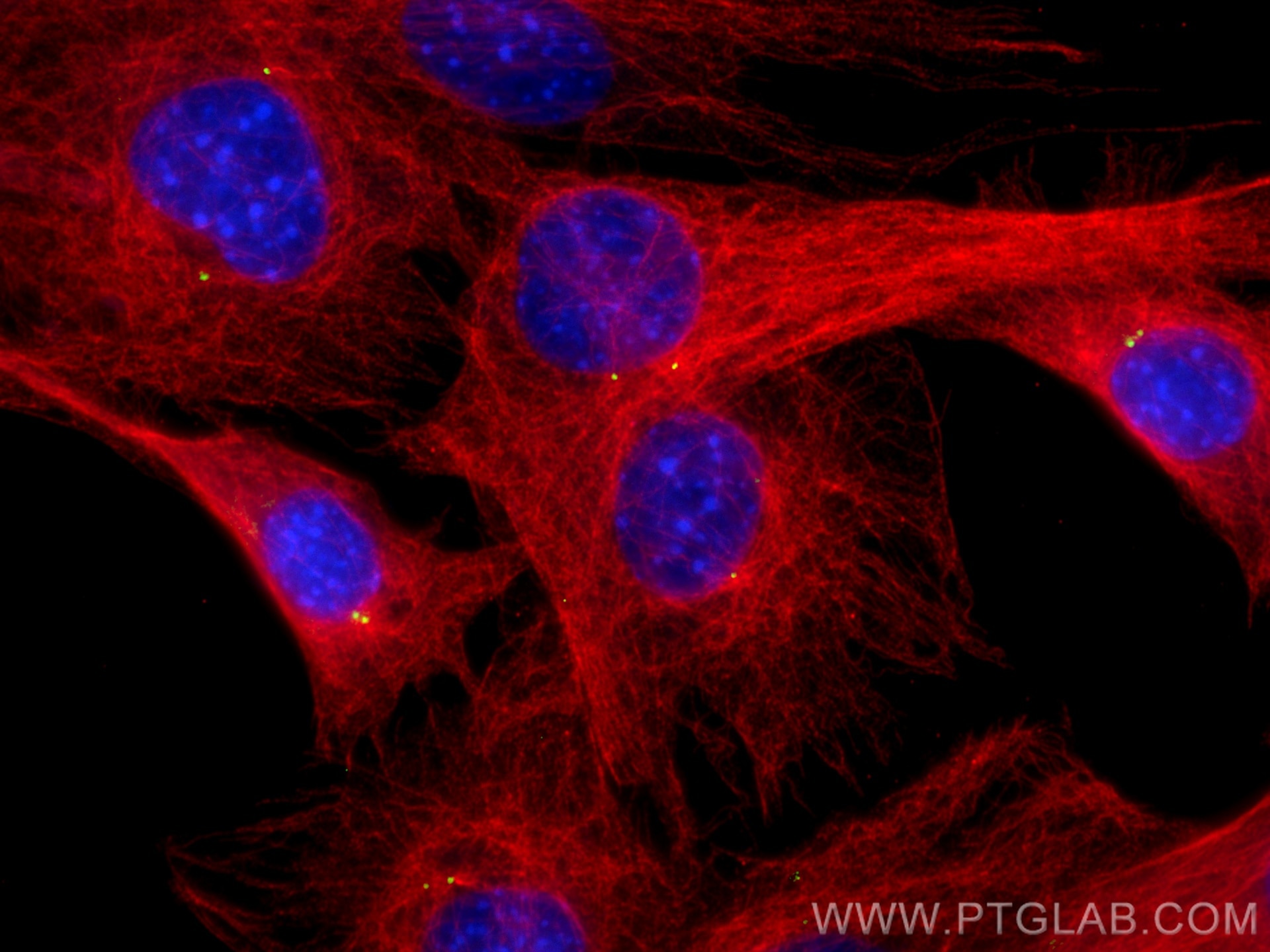 Immunofluorescence (IF) / fluorescent staining of C2C12 cells using Gamma Tubulin Polyclonal antibody (26195-1-AP)