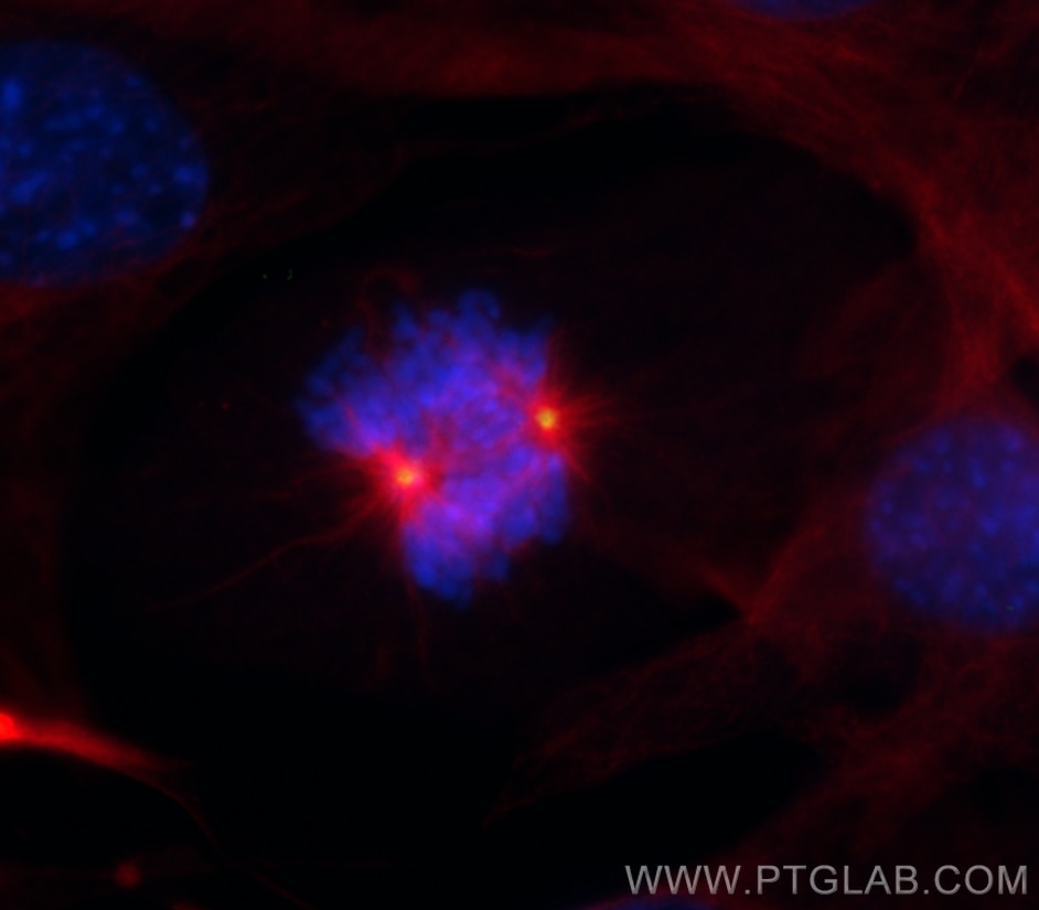 IF Staining of C2C12 using 26195-1-AP