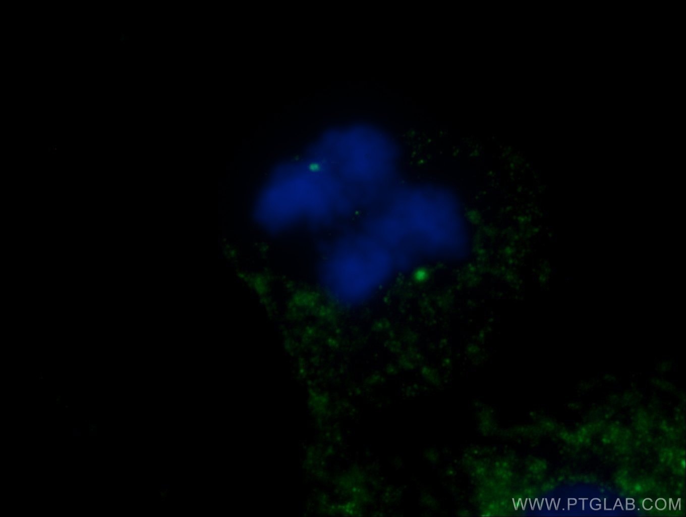 IF Staining of MDCK using 26195-1-AP