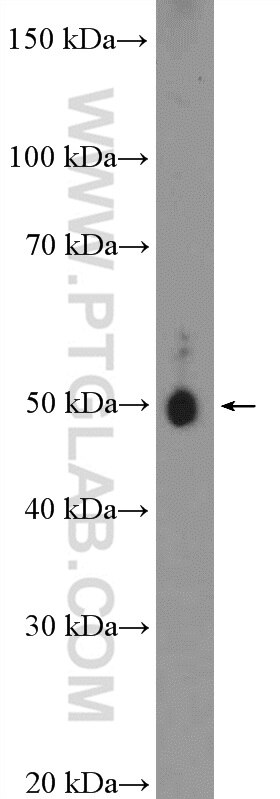 Western Blot (WB) analysis of mouse brain tissue using Gamma Tubulin Polyclonal antibody (26195-1-AP)