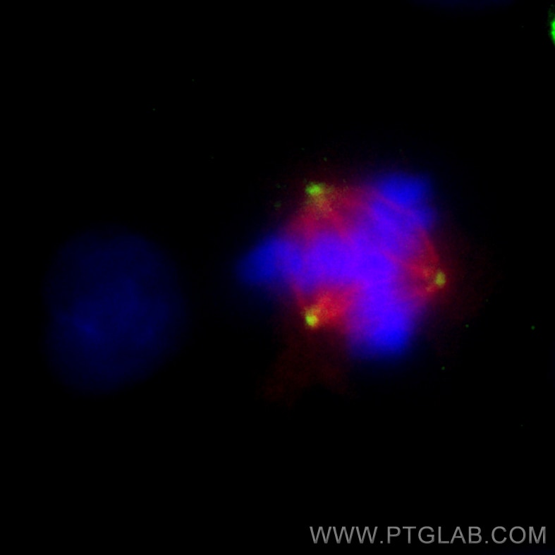 Immunofluorescence (IF) / fluorescent staining of A549 cells using Gamma Tubulin Monoclonal antibody (66320-1-Ig)