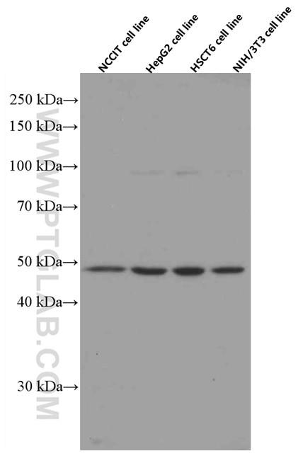 Western Blot (WB) analysis of various lysates using Gamma Tubulin Monoclonal antibody (66320-1-Ig)