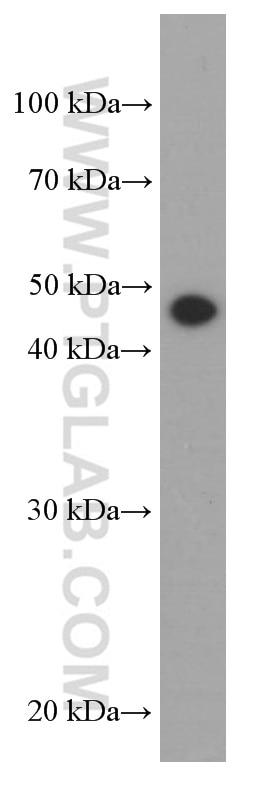 Western Blot (WB) analysis of HepG2 cells using Gamma Tubulin Monoclonal antibody (66320-1-Ig)