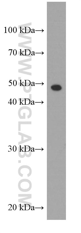 Western Blot (WB) analysis of EC109 cells using Gamma Tubulin Monoclonal antibody (66320-1-Ig)