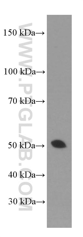 Western Blot (WB) analysis of K-562 cells using Gamma Tubulin Monoclonal antibody (66320-1-Ig)