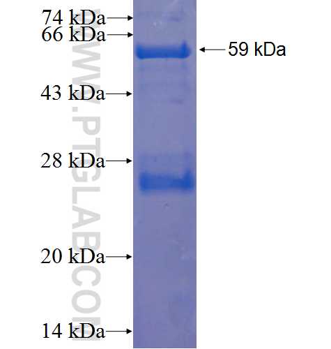 tubulin-gamma fusion protein Ag23575 SDS-PAGE
