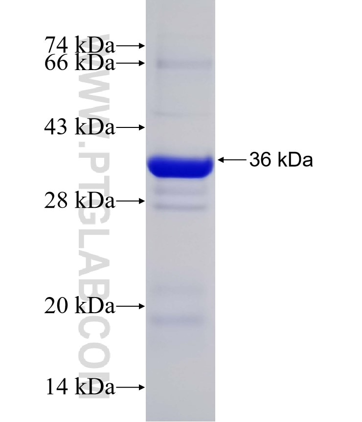 tubulin-gamma fusion protein Ag23913 SDS-PAGE
