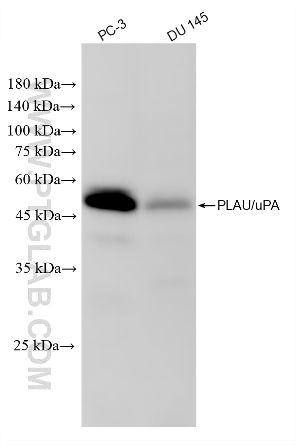 Western Blot (WB) analysis of various lysates using uPA/Urokinase Recombinant monoclonal antibody (87458-1-RR)