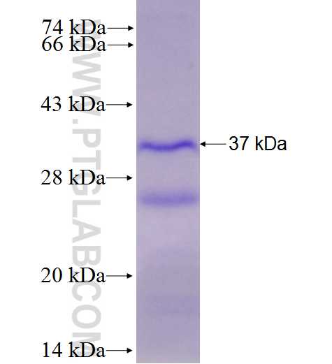 uPAR, PLAUR fusion protein Ag28056 SDS-PAGE