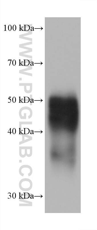Western Blot (WB) analysis of U2OS cells using uPAR, PLAUR Monoclonal antibody (68727-1-Ig)