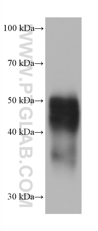 WB analysis of U2OS using 68727-1-Ig