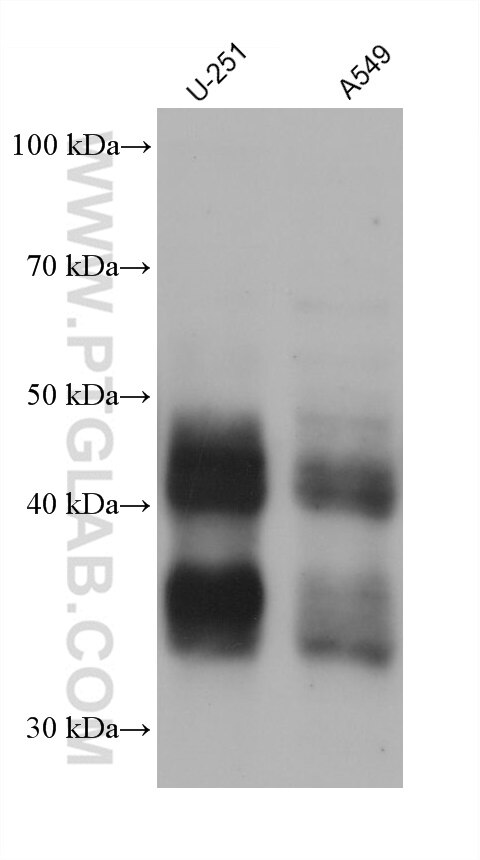 Western Blot (WB) analysis of various lysates using uPAR/CD87 Monoclonal antibody (68727-1-Ig)
