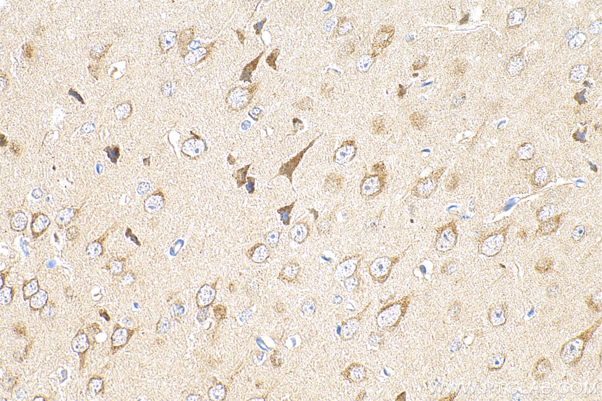 Immunohistochemistry (IHC) staining of mouse brain tissue using uPAR/CD87 Recombinant antibody (82953-1-RR)