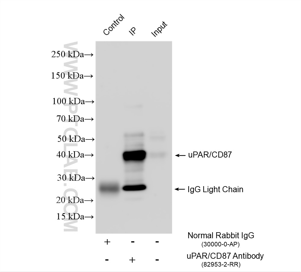 IP experiment of U-937 using 82953-2-RR Immunoprecipitation (IP) experiment of U-937 cells using uPAR/CD87 Recombinant monoclonal antibody (82953-2-RR)
