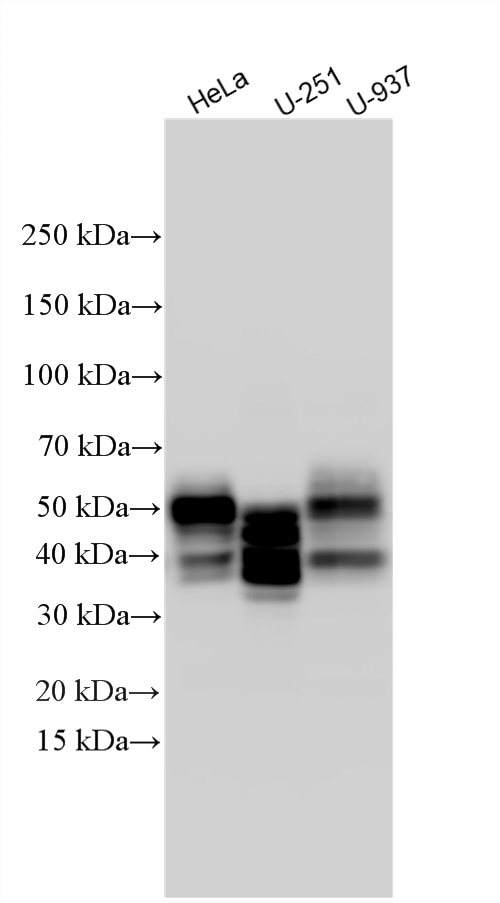 Western Blot (WB) analysis of various lysates using uPAR/CD87 Recombinant monoclonal antibody (82953-2-RR)