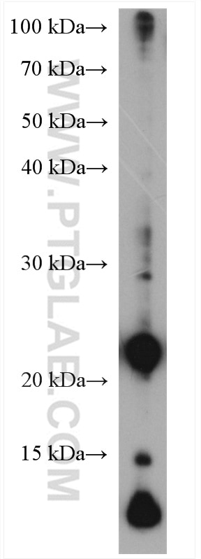 Western Blot (WB) analysis of MCF-7 cells using ubiquitin Polyclonal antibody (10201-2-AP)