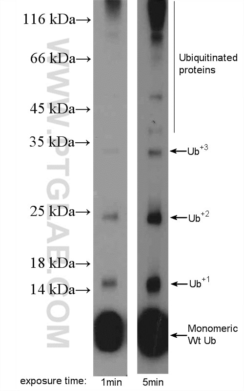 ubiquitin Polyclonal antibody