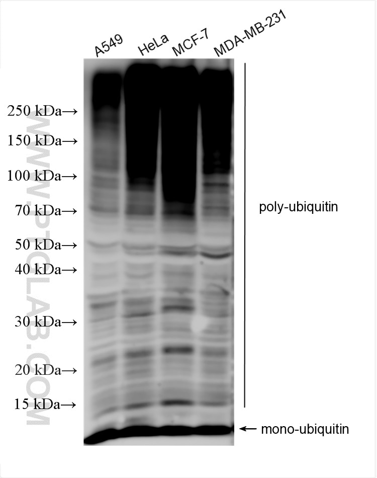 Western Blot (WB) analysis of various lysates using ubiquitin Polyclonal antibody (10201-2-AP)