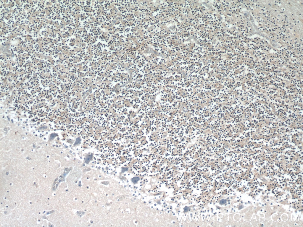 Immunohistochemistry (IHC) staining of human cerebellum tissue using RPS27A Polyclonal antibody (14946-1-AP)