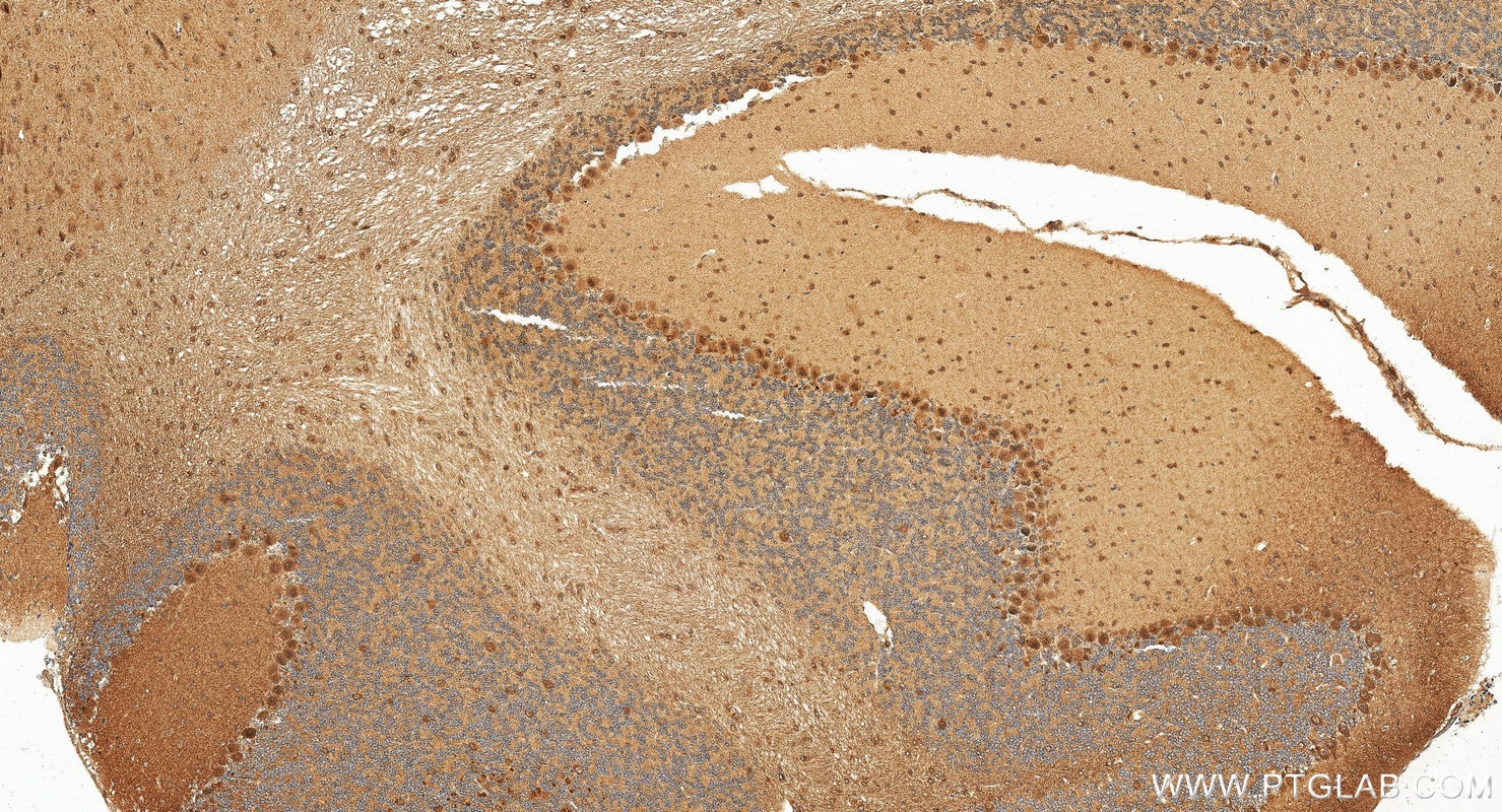 Immunohistochemistry (IHC) staining of mouse cerebellum tissue using RPS27A Polyclonal antibody (14946-1-AP)