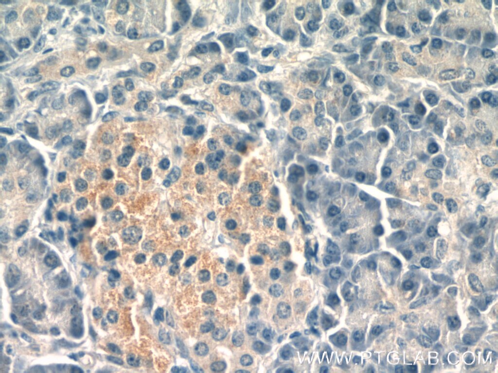 Immunohistochemistry (IHC) staining of human pancreas tissue using ubiquitin Monoclonal antibody (60310-1-Ig)