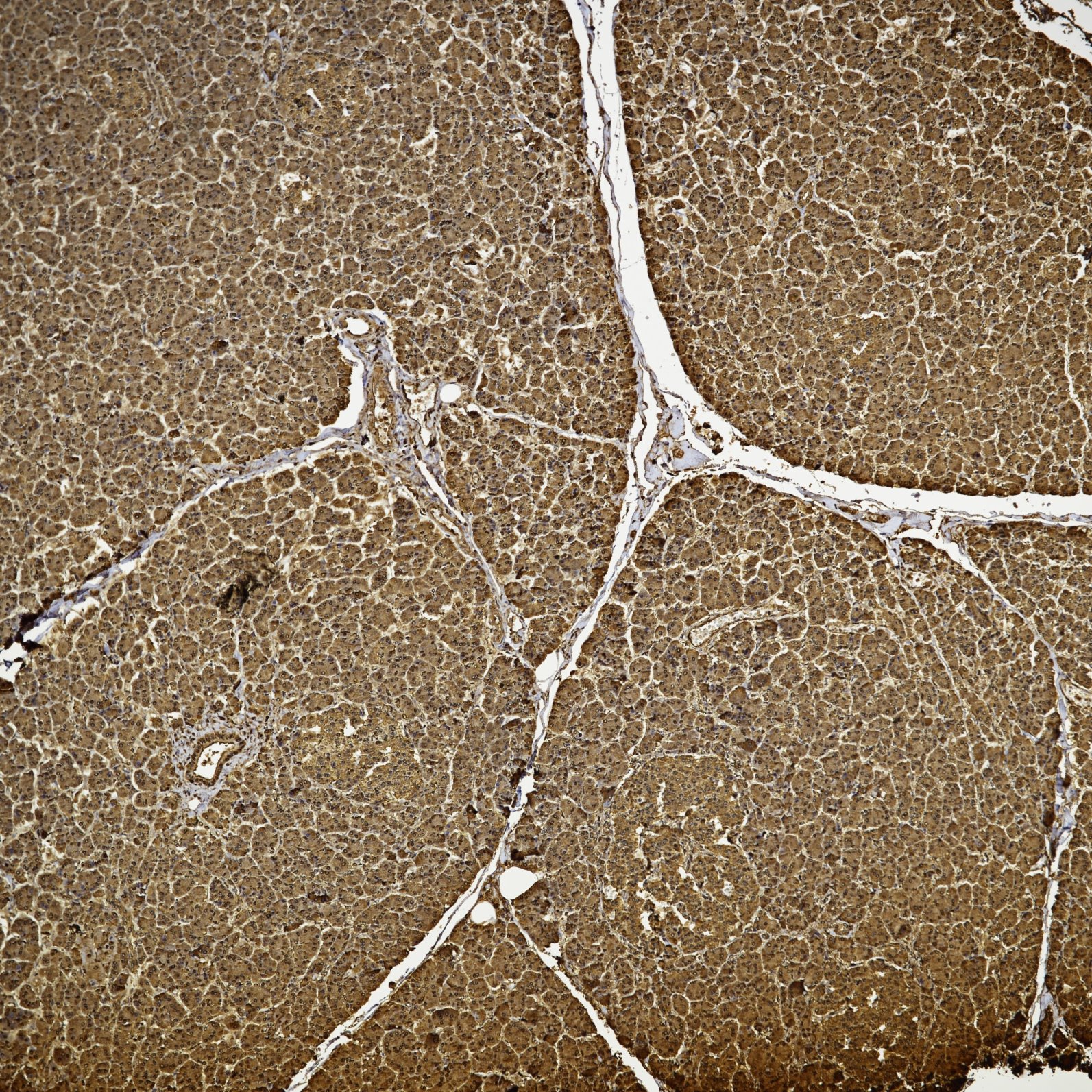 Immunohistochemistry (IHC) staining of human pancreas tissue using ubiquitin Recombinant monoclonal antibody (80992-1-RR)