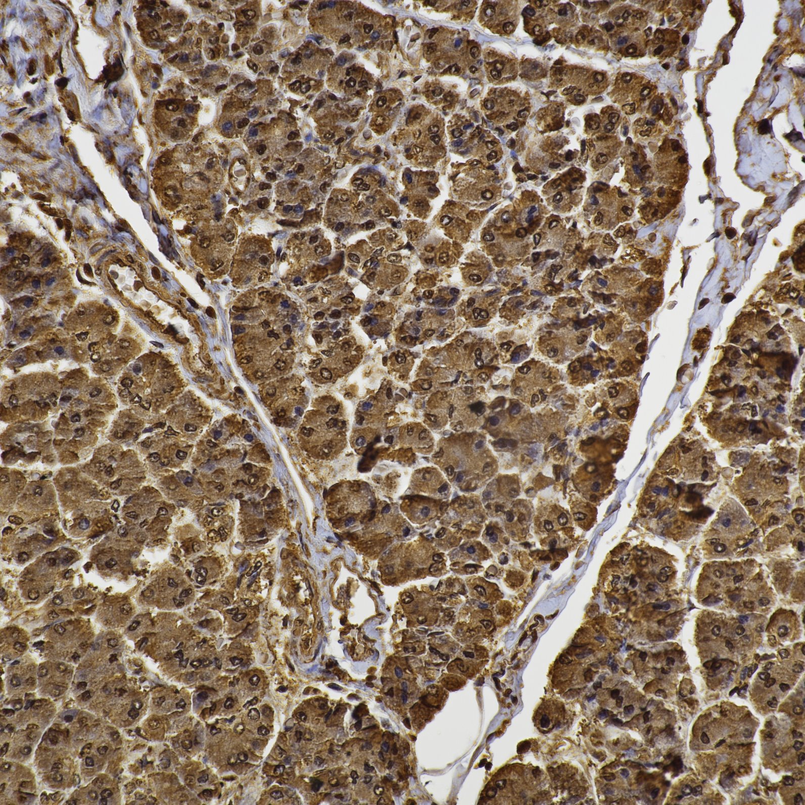 Immunohistochemistry (IHC) staining of human pancreas tissue using ubiquitin Recombinant monoclonal antibody (80992-1-RR)