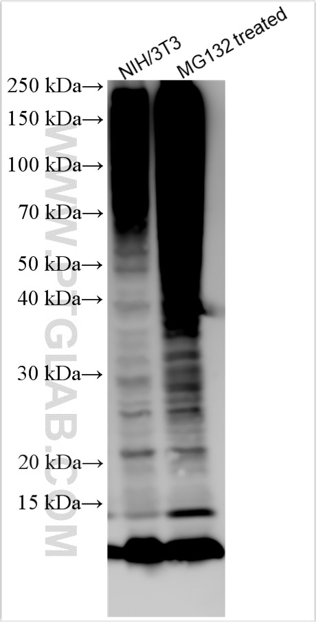 Western Blot (WB) analysis of various lysates using ubiquitin Recombinant antibody (80992-1-RR)