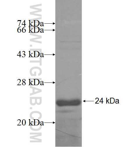 RPS27A fusion protein Ag6750 SDS-PAGE