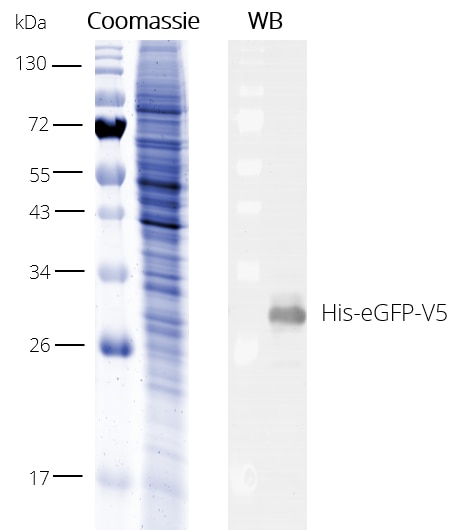 Western Blot (WB) analysis of His-eGFP-V5 added to HEK293T cell extract