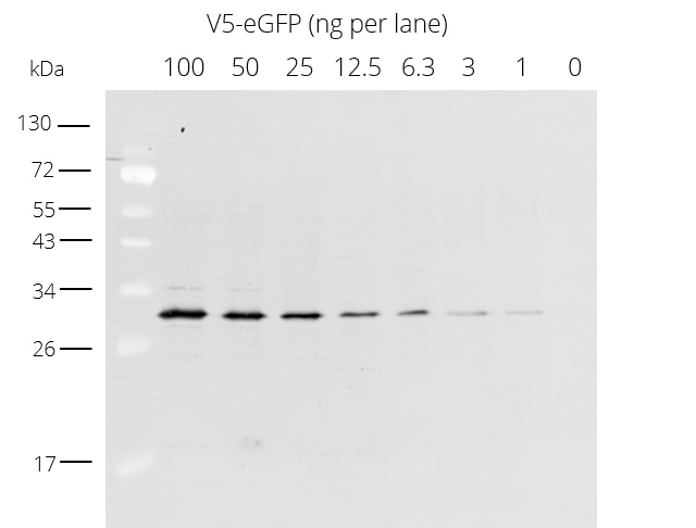 The anti-V5 antibody [SV5-P-K] is a recombinant, monoclonal mouse IgG1, has very low background and detects even low amounts of V5-tagged proteins. Secondary antibody ChromoTek’s Alpaca anti-mouse IgG1 Alexa Fluor 488 Nano-Secondary.