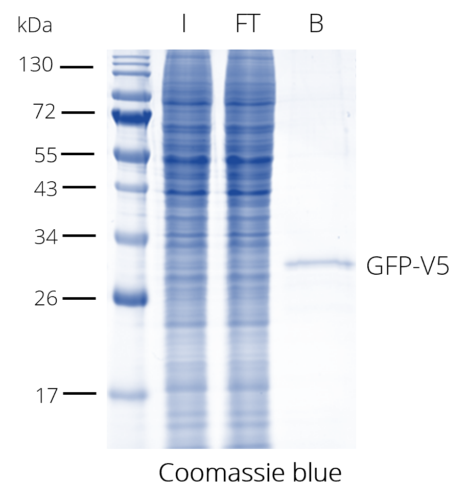 V5-Trap® Magnetic Agarose for immunoprecipitation of V5-tagged proteins. The V5-tag is C-terminal. I: Input, FT: Flow-through, B: Bound.