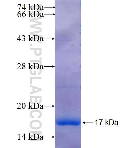 vwf fusion protein Ag25595 SDS-PAGE