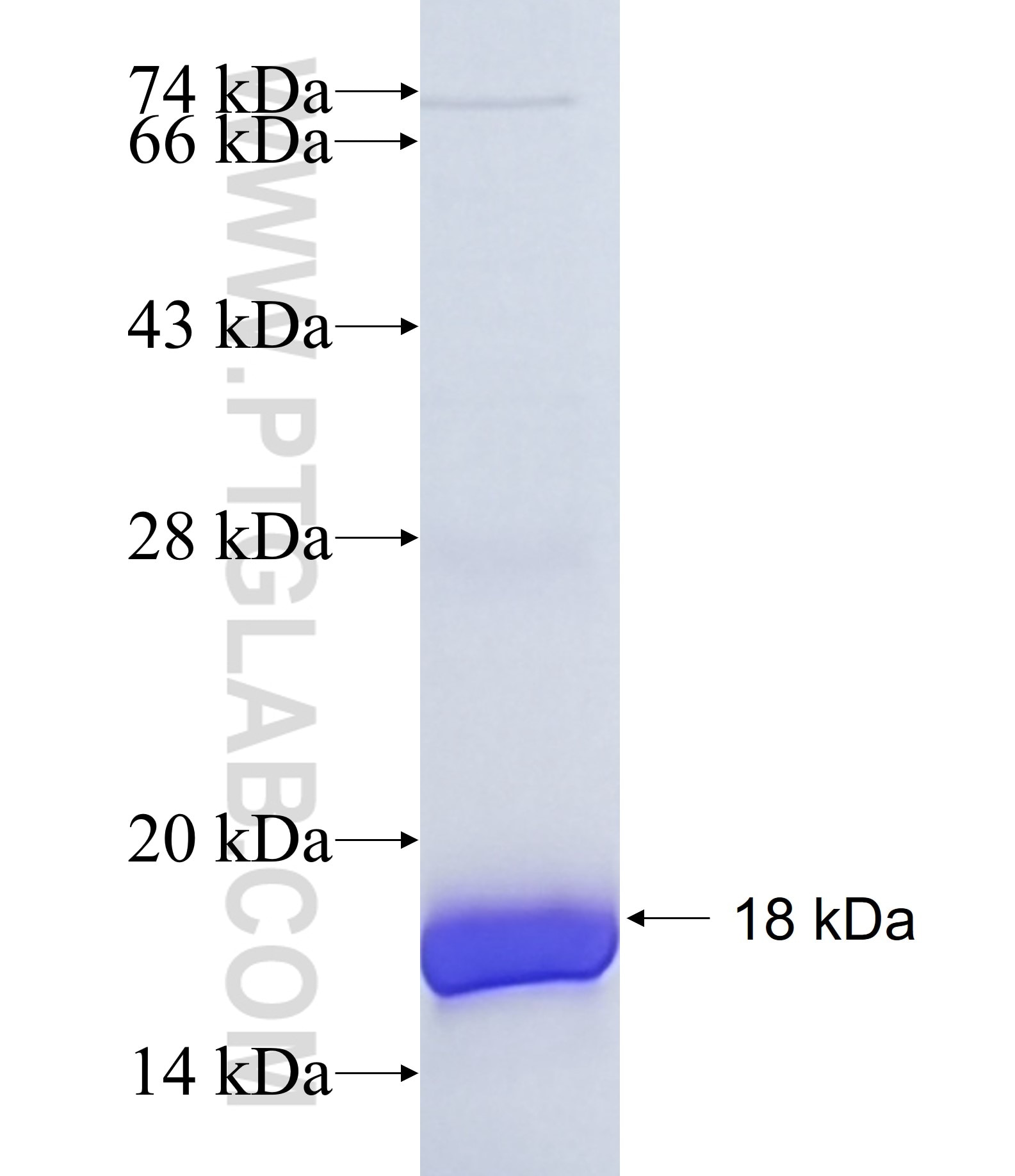 vwf fusion protein Ag25595 SDS-PAGE