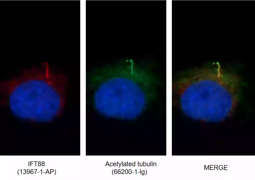 Immunofluorescence (IF) staining of MDCK using acetylated Tubulin (Lys40) monoclonal antibody