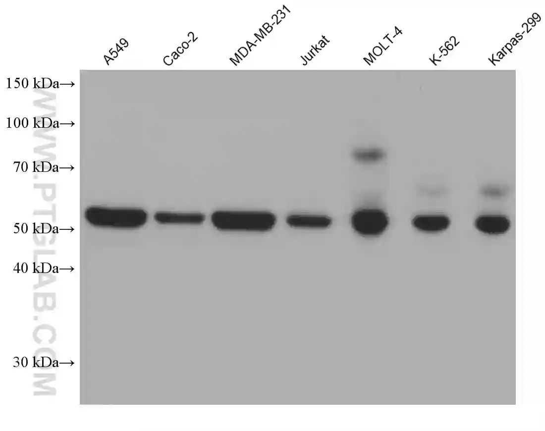 NDP52 antibody (66401-1-Ig) | Proteintech 