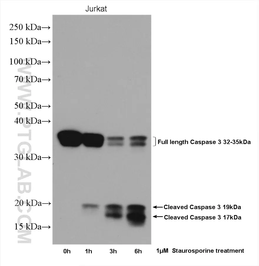Western blot (WB) analysis of untreated or staurosporine-treated Jurkat cells using Caspase 3 antibody (19677-1-AP) at a dilution of 1:500.