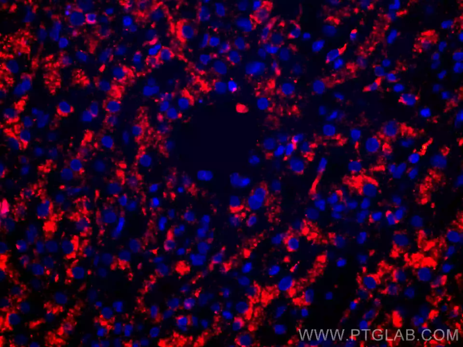 CD107a LAMP1 antibody CL594 67300 Proteintech