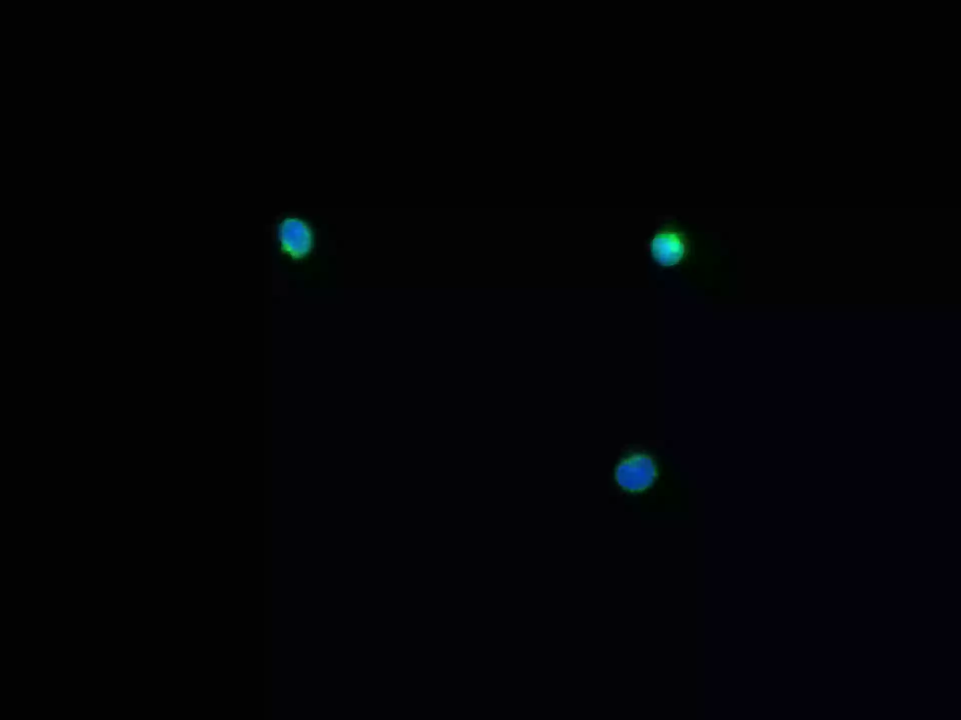 CD86 antibody (13395-1-AP) | Proteintech