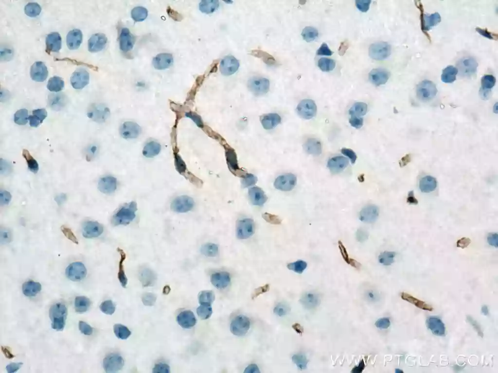 cd3129010
