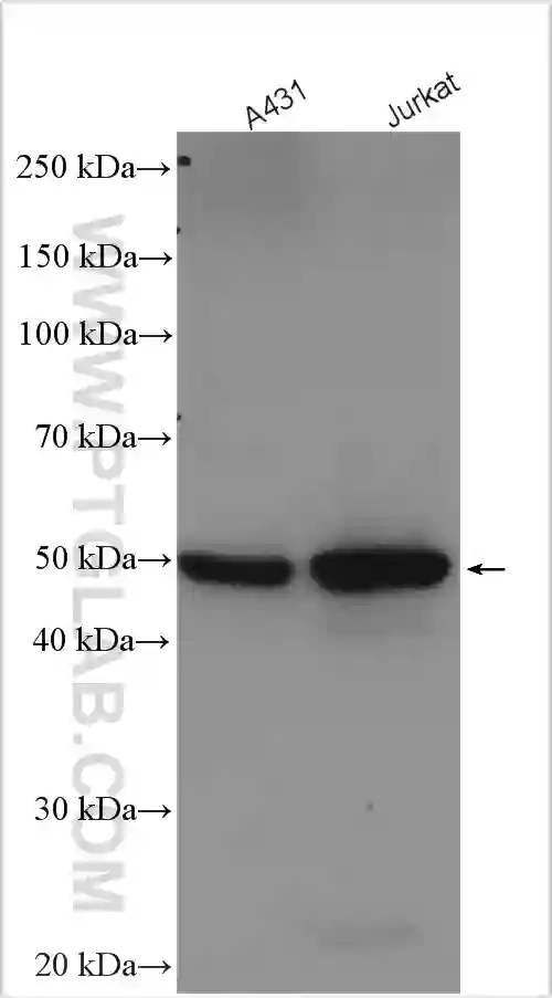 Western blot analysis of various lysates using polyclonal GSDMD antibody (20770-1-AP)