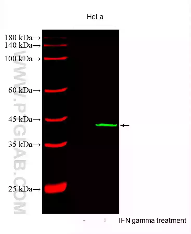 Western Blot (WB) analysis of various lysates using CoraLite®488-conjugated IDO1 Monoclonal antibody (CL488-66528)