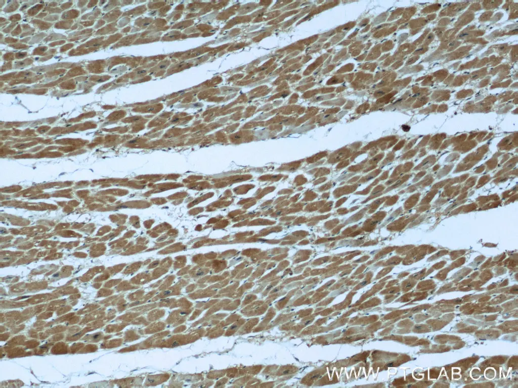 Neudesin/NENF antibody (60131-1-Ig) | Proteintech
