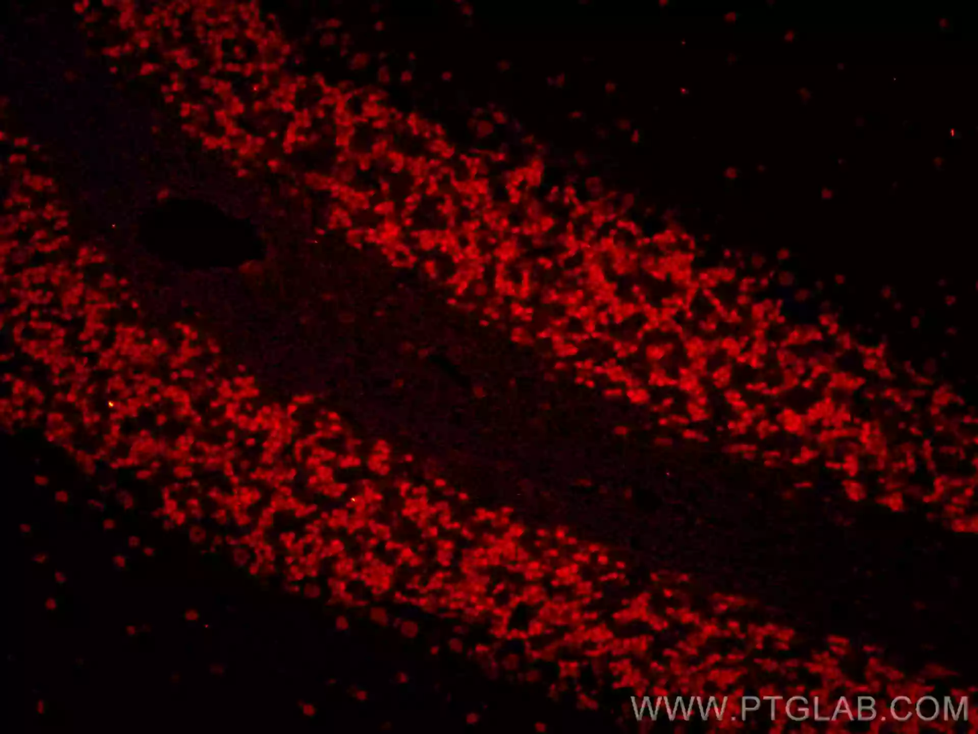 NeuN-Antibody-CL594-66836-IF- 