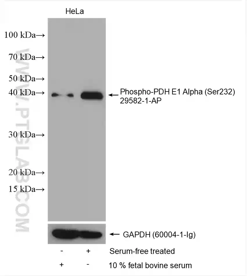 mNeonGreen antibody (29523-1-AP)