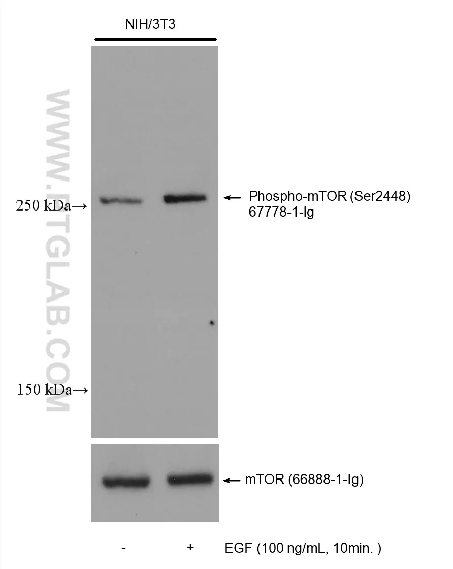 NIH3T3 cells were not-treated or treated with 100 ng/mL EGF for 10 min followed lysis and downstream western analysis with phospho-MTOR antibody