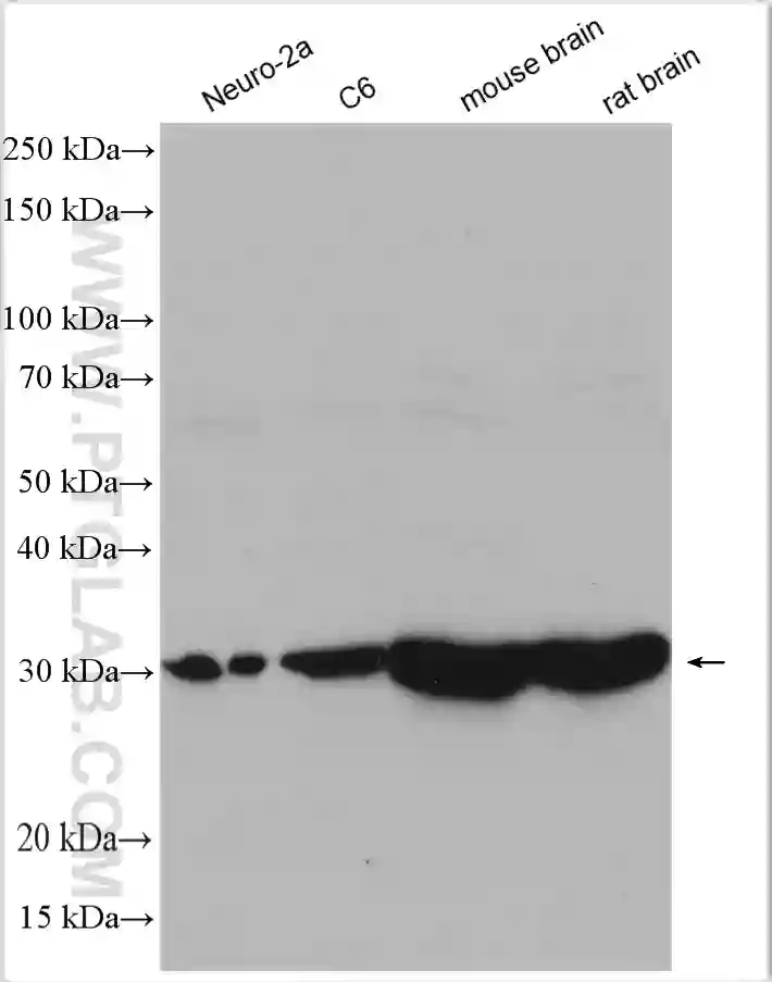 SFXN3 antibody (15156-1-AP) | Proteintech