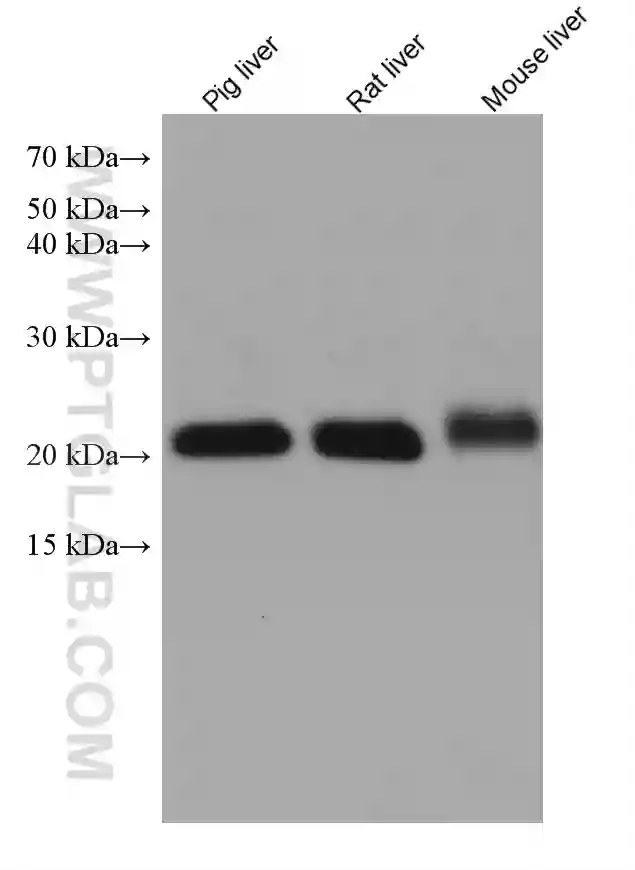 TMED10 antibody (67876-1-Ig) | Proteintech
