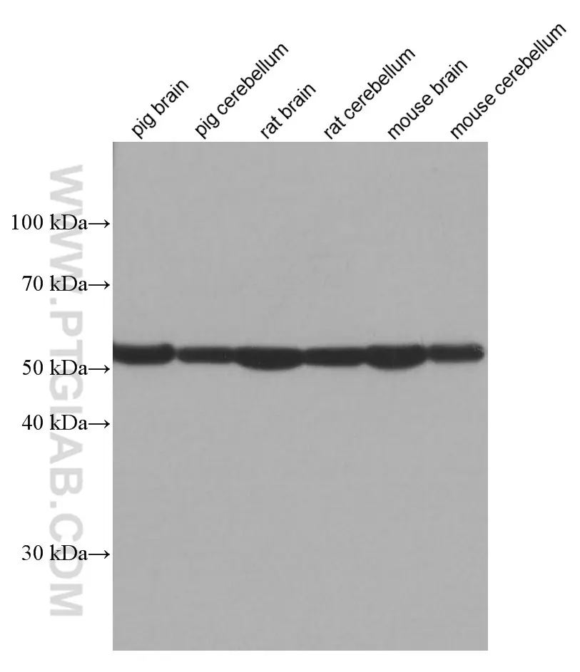 Various lysates were subjected to SDS PAGE followed by western blot with 66948-1-Ig (TMEM119 antibody)
