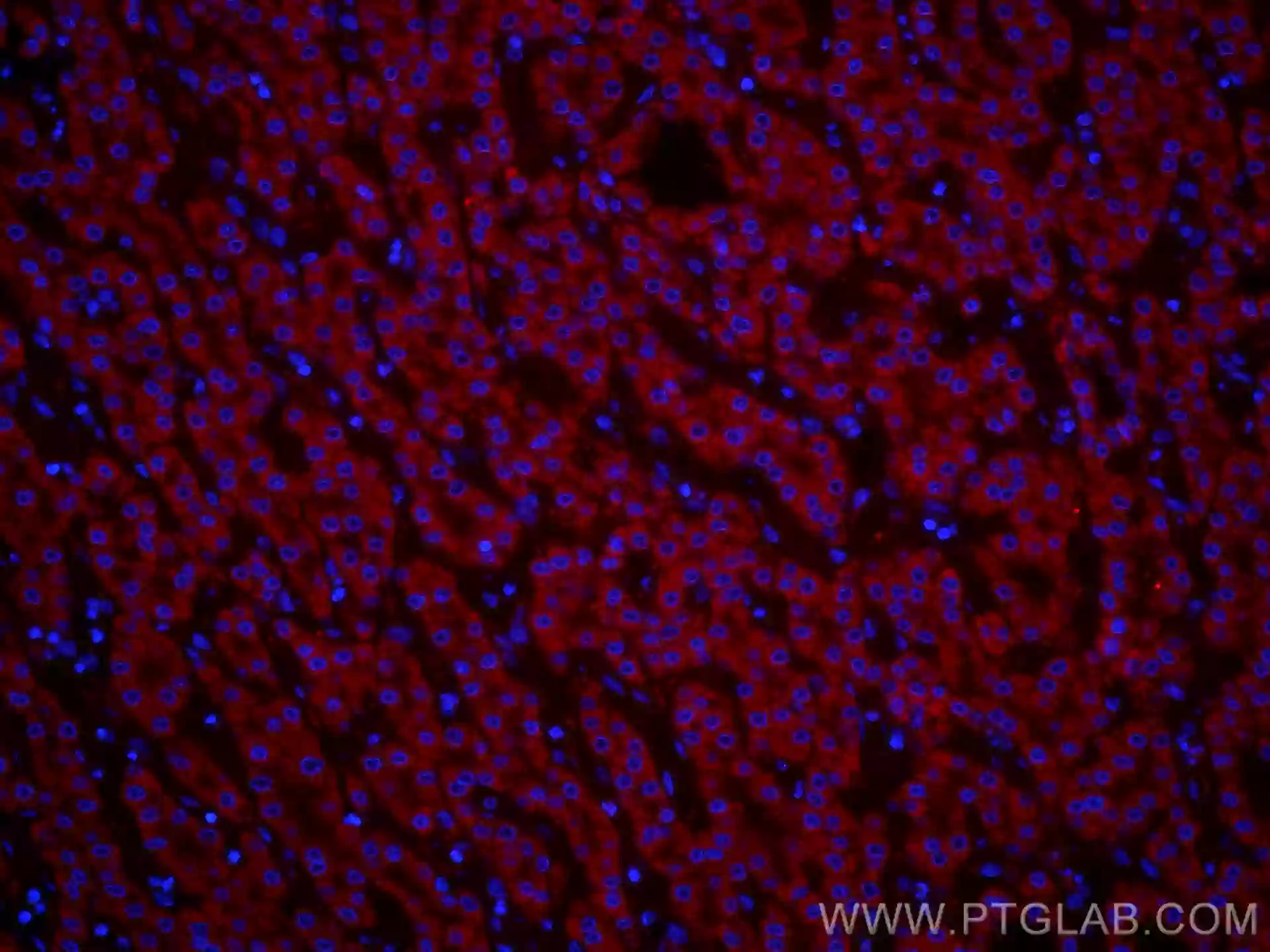 VDAC1/Porin antibody (CL555-55259) | Proteintech